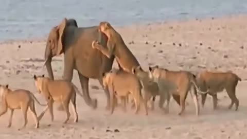 Wildlife wild fighting footage