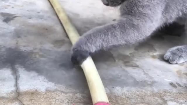 Innocent cat trying to stop water leakage