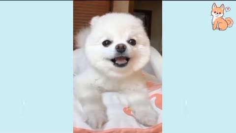 cute animals, funny puppy, cute, baby animals, cute baby animals, cute animal baby videos