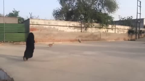Prank on animal's 😁🤣😅😀
