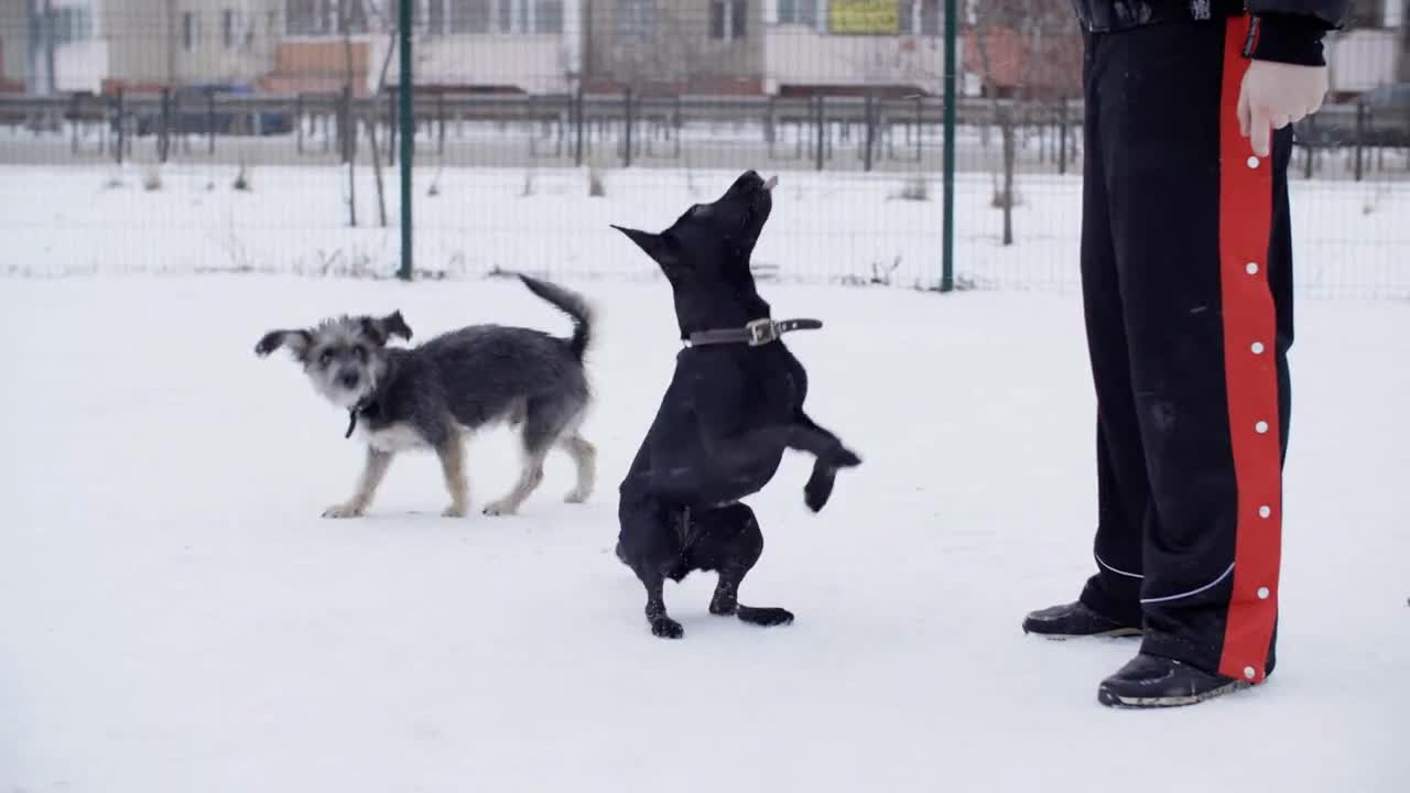 Adorable furry dogs jumping on snow at wintertime