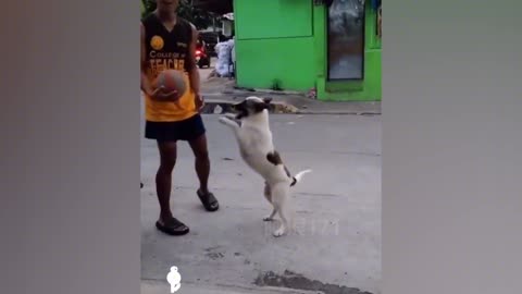 funny dog