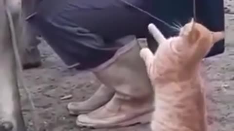 Watch how a cat feeds milk from a cow