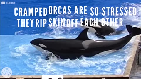 Cramped Orcas