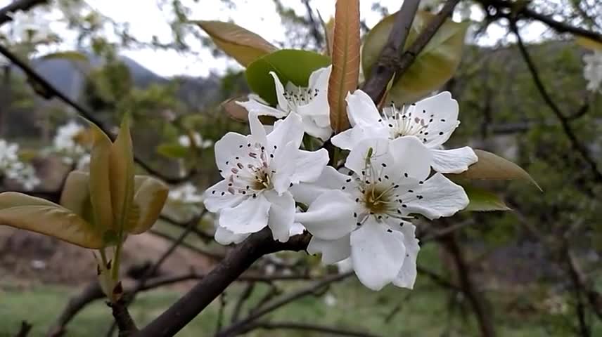 These beautiful flowers bring us joy