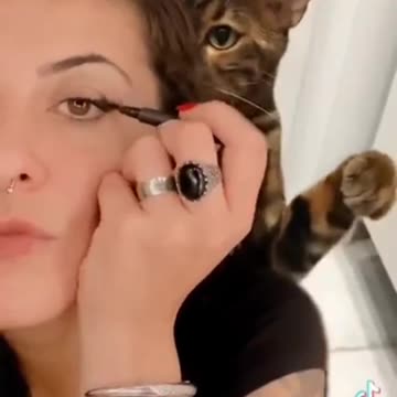 I think it’s time for a new pet cat 😂😂