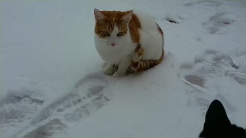 Cats Enjoy Playing In The Snow