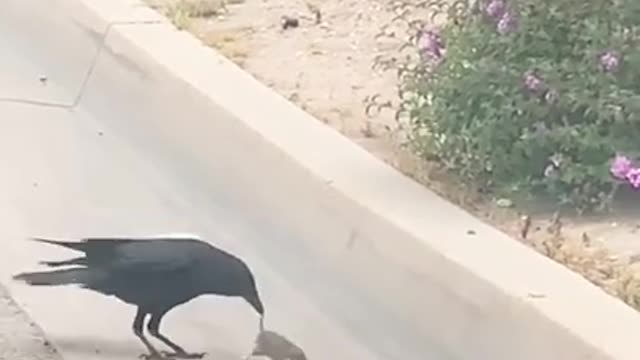 Raven Vs Rodent