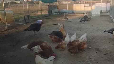 Funny video chickens!