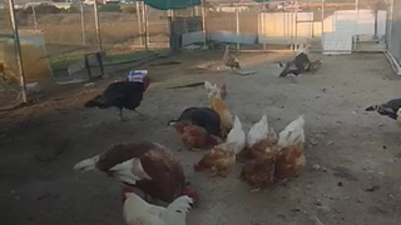 Funny video chickens!