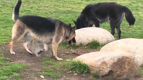 A Huge Wolf-dog Scares a German Shepherd