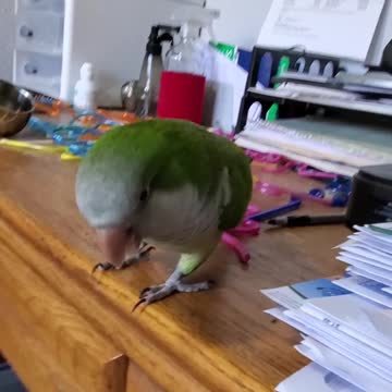 Compilation of parrots throwing items to the ground