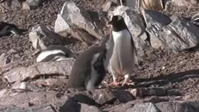 Gentoo Penguins Chase Their Parents