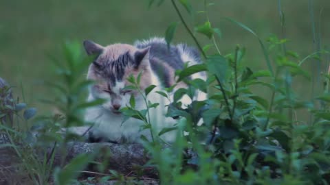 This cat looks sad