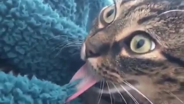 Cat tongue got stuck