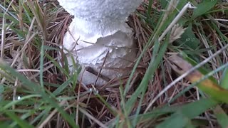 Mushroom