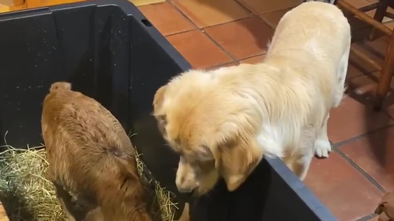 Golden Retriever Shares Toy With Zebu Calf