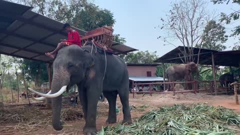 พระเอก!! พ่อพันธู์ชั้นดี ตระกูลดัง พลายหนุ่มเสก big ivory elephant