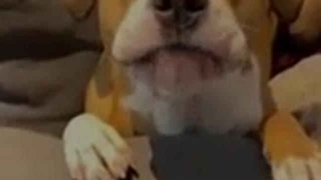 funny Animal : Cute & Funny Animals of TikTok Compilations!