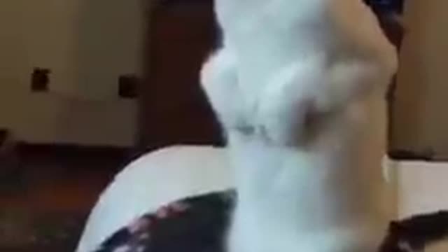 Funny cat