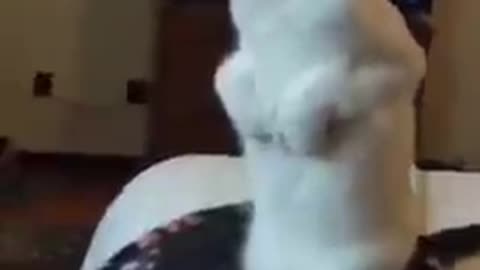 Funny cat