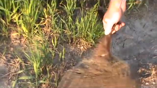 Groundhog Hunt 15 .17 Rem fireball