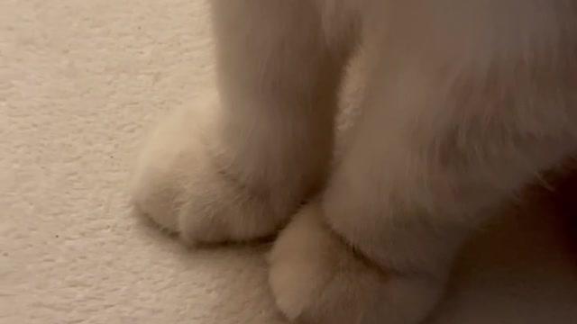 Lots of cute cat paws