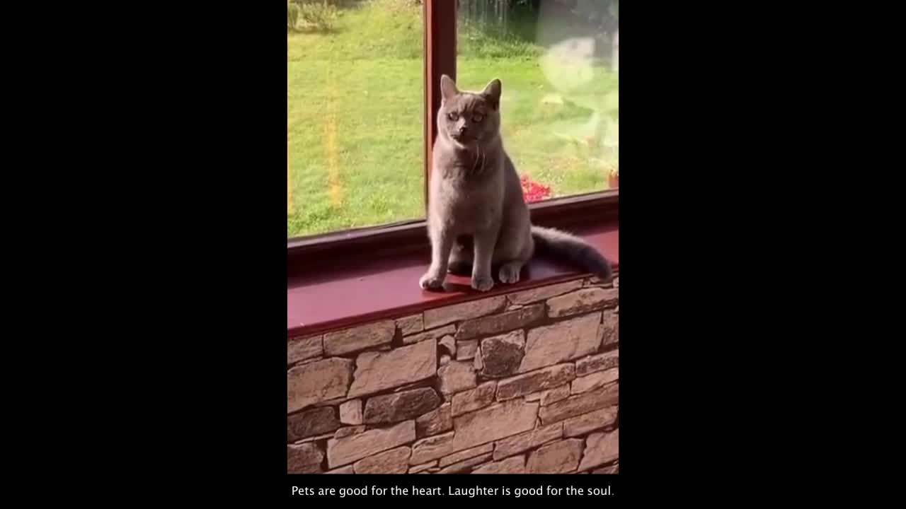 Funny Cat Video #15 😹 😹😹