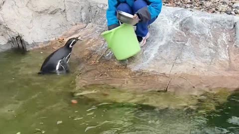 The penguin