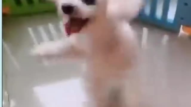 come dance with this puppy