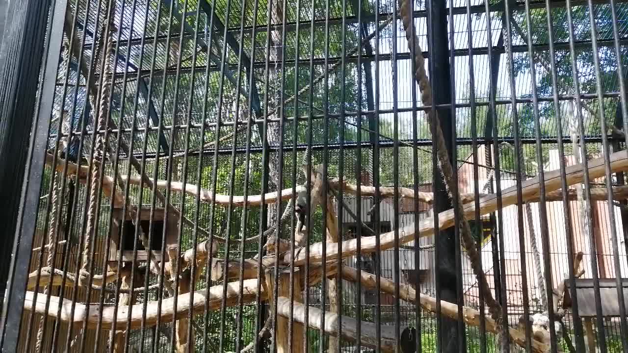 The cute monkeys are doing well.