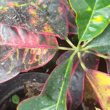 my flowers its look very dirty