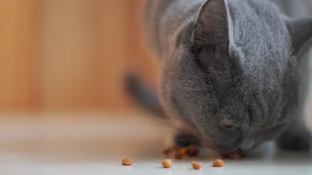 The cat is eating delicious food