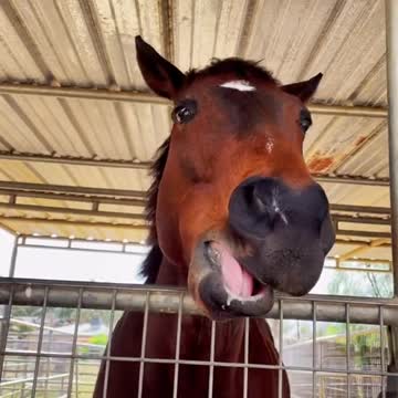 funny|prank|jokes|funny jokes|dad jokes|funny memes|funny video|fun|laughing|funny animal|knock