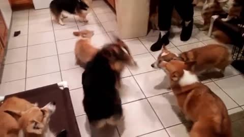 Corgi Pack Eating with puppies..intact males and f