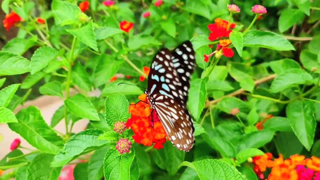 Butterflies flying in slow motion HD like you've never seen before