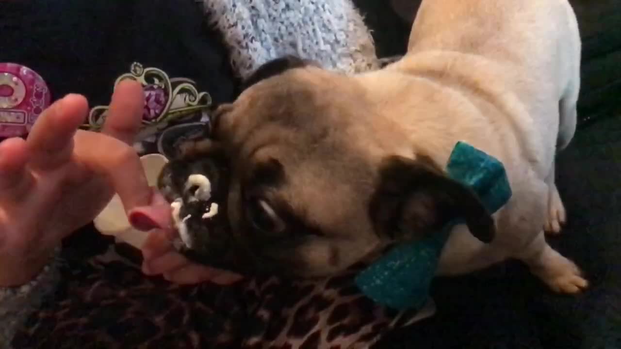 Pug loves whipped cream