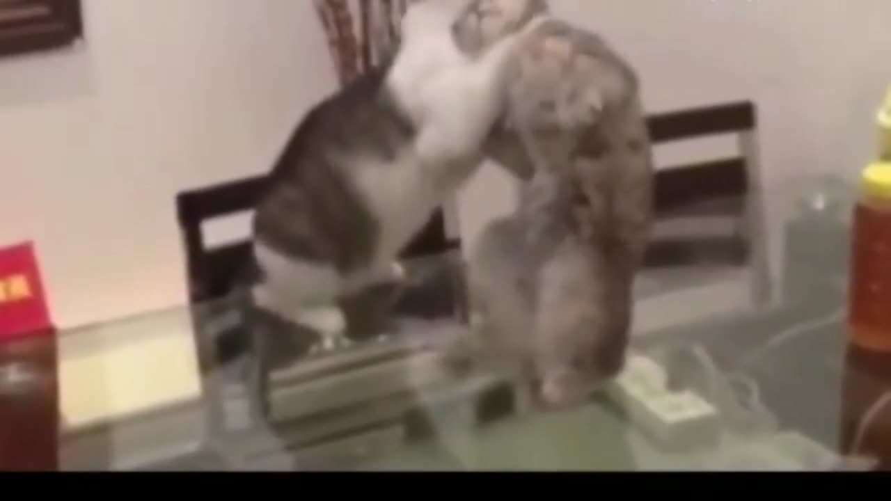 Funny Felines | Funny Cats Attacking Compilation