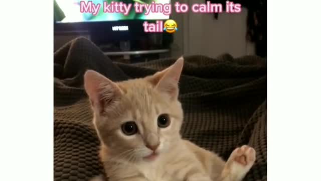 Cute cat can't control its tail .....