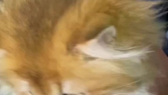 The last cat seems to have stars and the sea in its eyes(2)