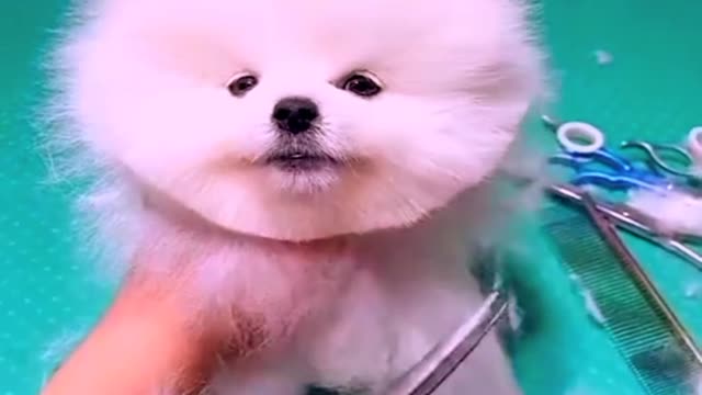 Cute doggy short video status