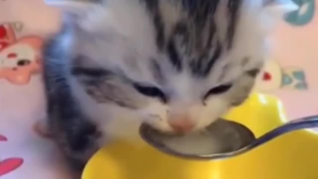 Baby cat drinking your milk | CuteAndFineAnimals