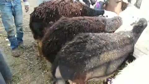 الأغنام بسوق السبت بالأقصر باسنا يوم 23.2.2019
