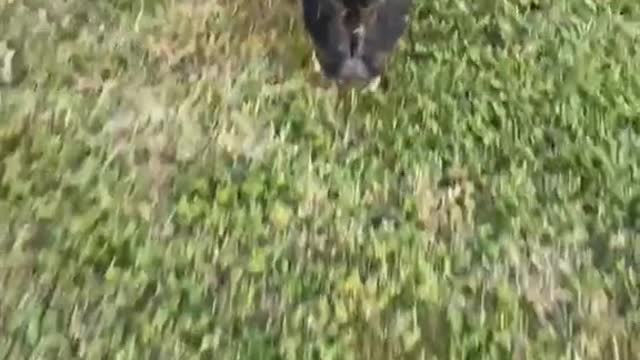 Running pig gets the sillies