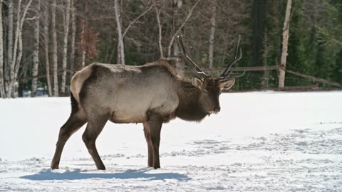 A Deer Looking For Food In The Ground Covered With Snow