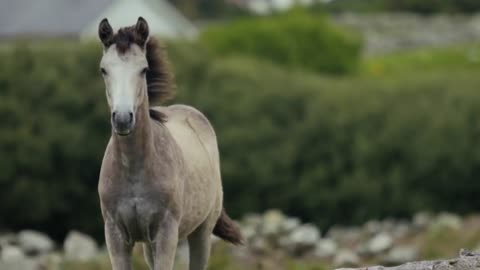 Amazing Wild Horses Running