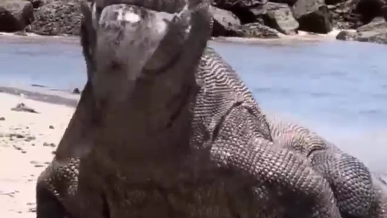 --Komodo almost gets electrocuted by electric eel_viral_ komodo...