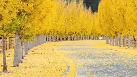 field flowers to color your day