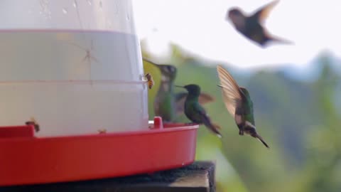 Hummingbirds and Bees