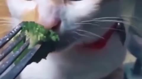 Cats with eating